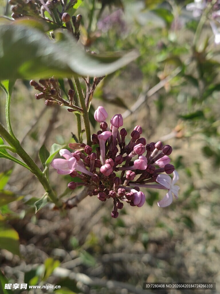 绽放的紫色花卉特写