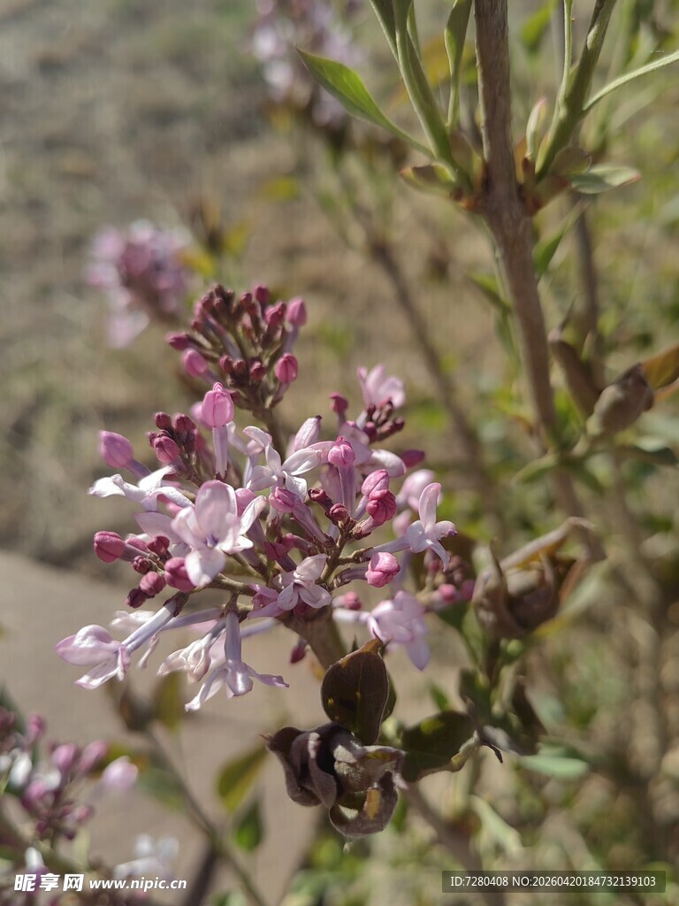 绽放的粉色野花