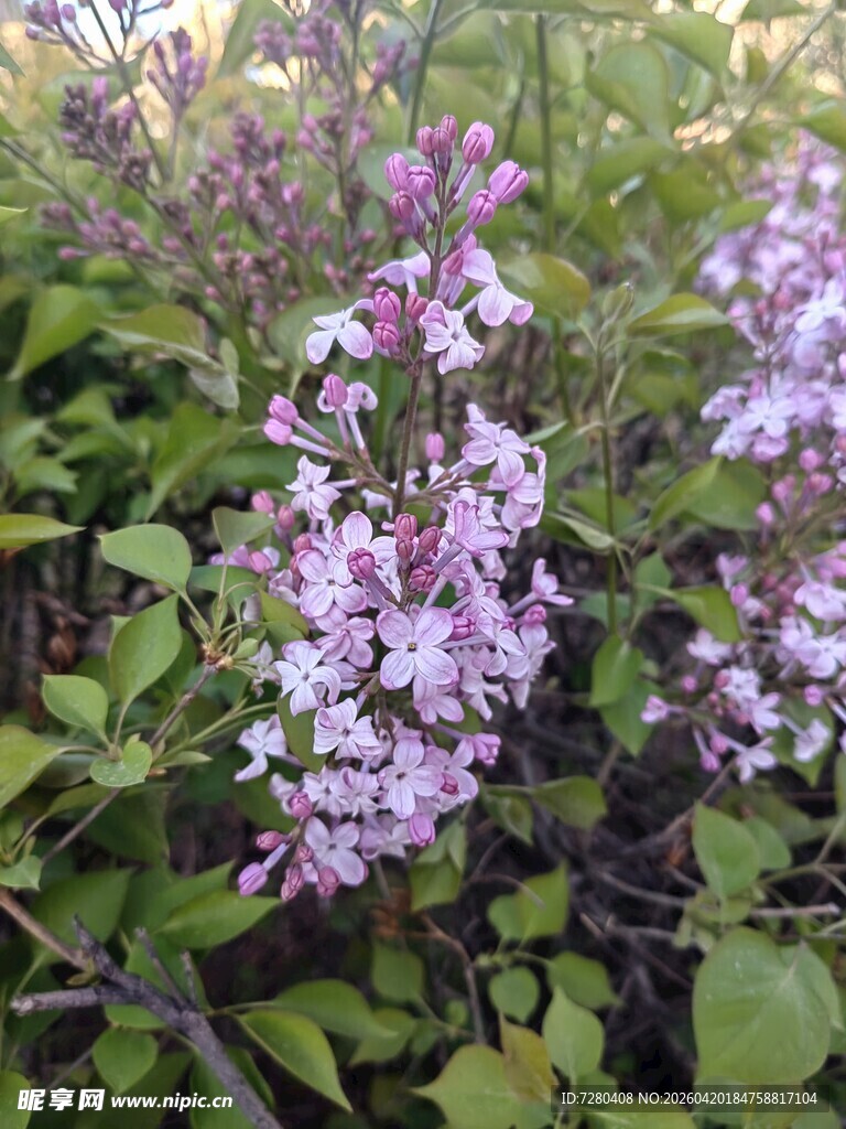 绽放的紫色丁香花