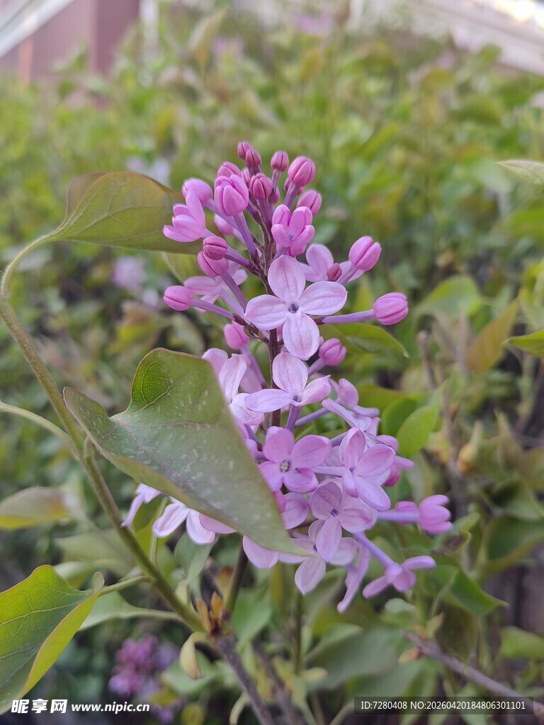 绽放的紫色丁香花