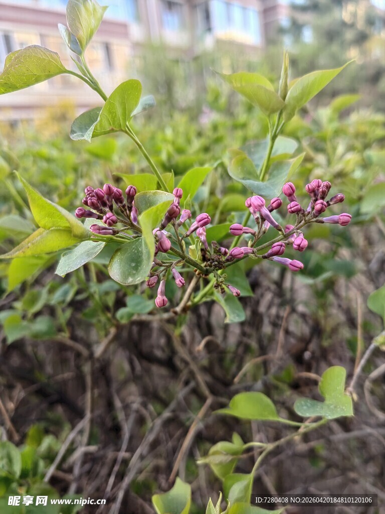 枝头绽放的娇艳紫花