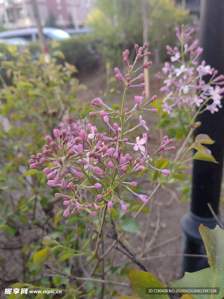 粉色花朵植物特写