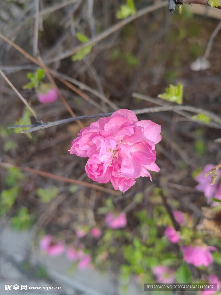 枝头绽放的娇艳粉色花朵