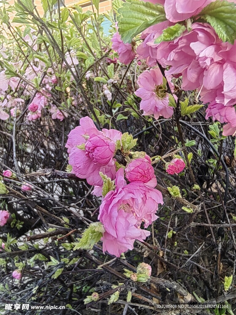 娇艳粉色花朵绽放枝头