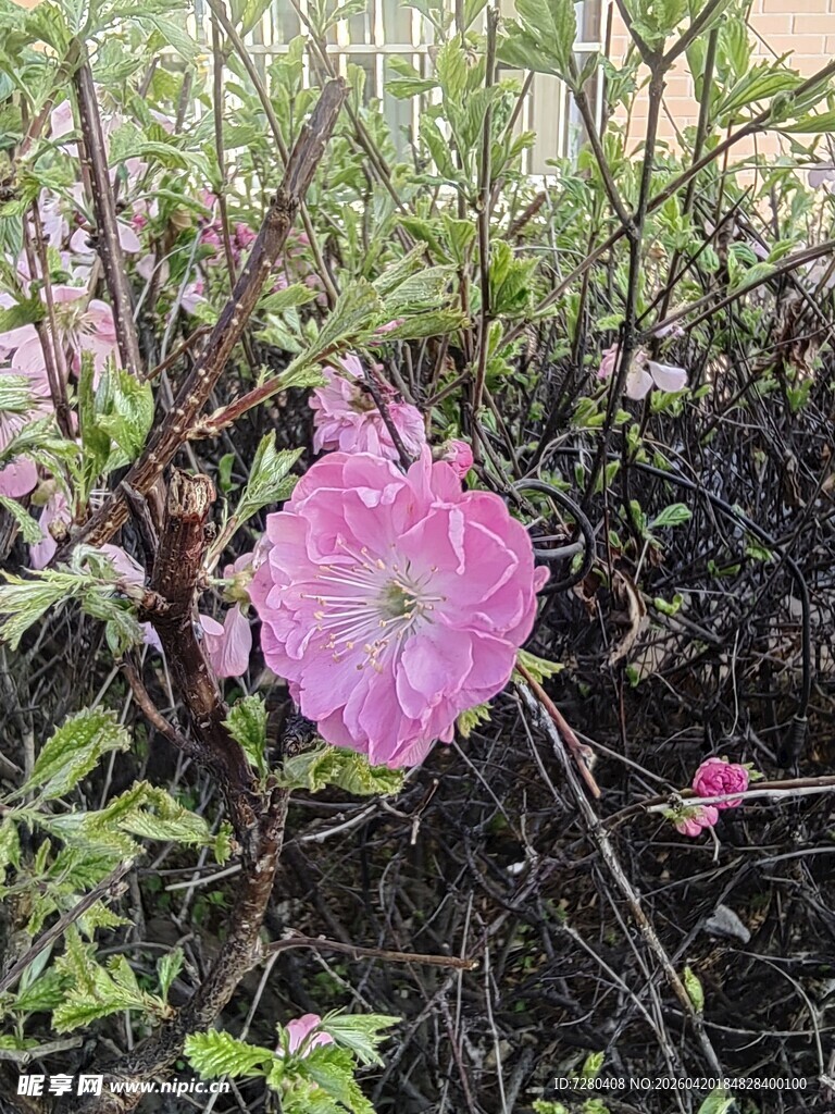 粉色牵牛花绽放于绿植间
