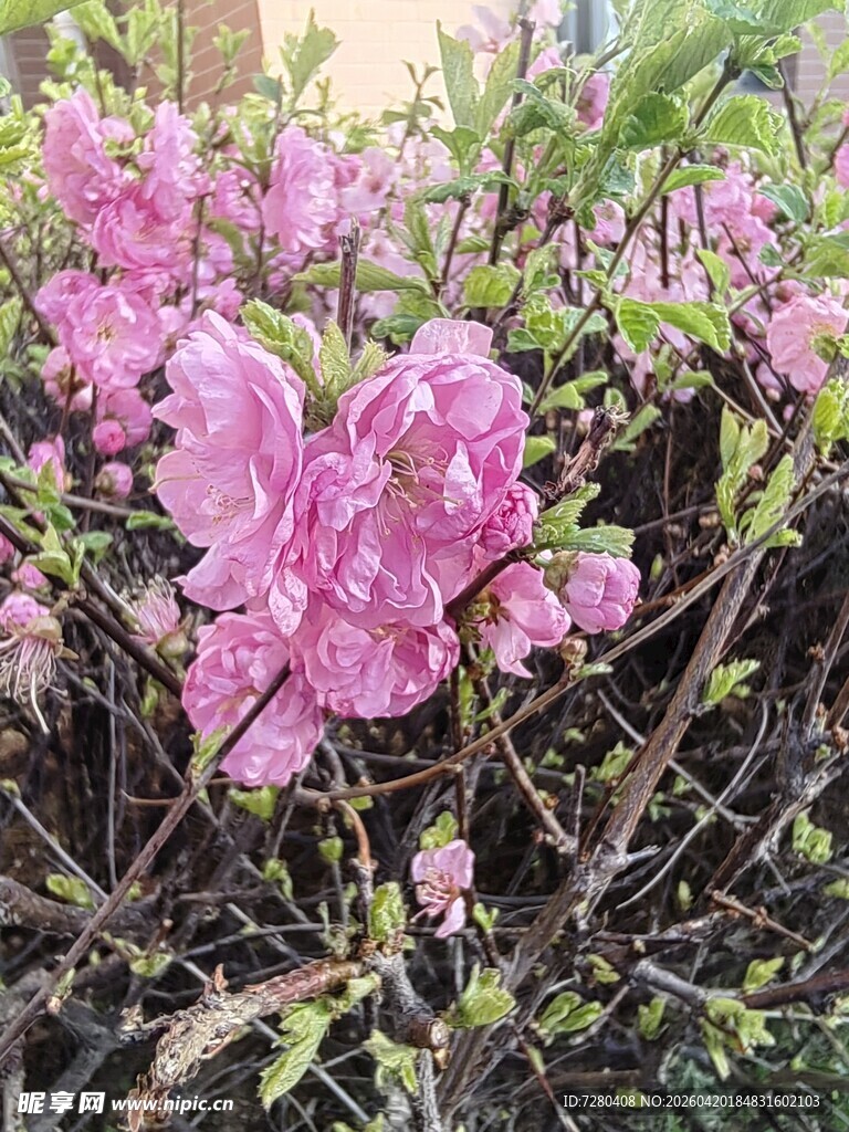 娇艳绽放的粉色花卉