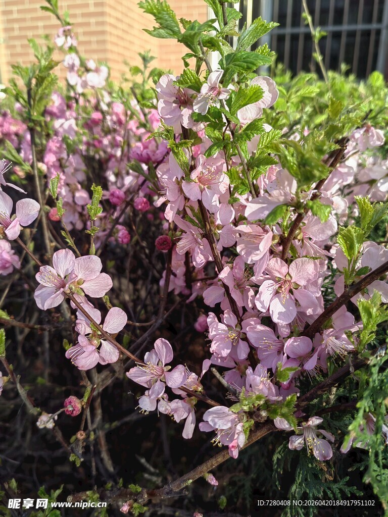 绽放的粉紫色花卉景观