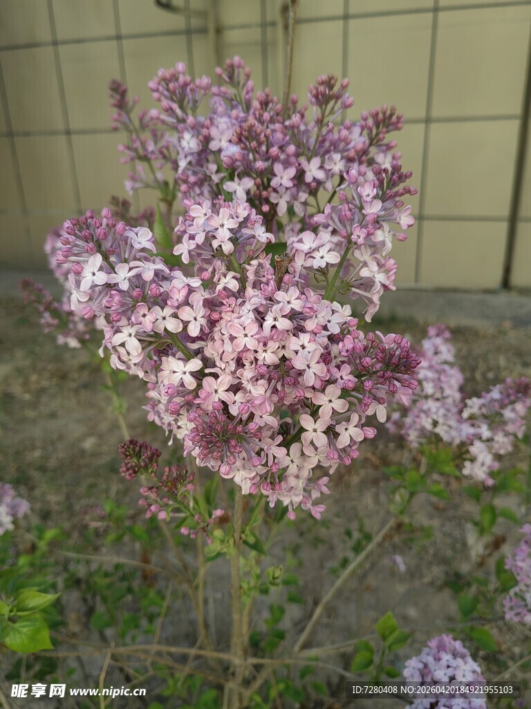 绽放的紫色丁香花