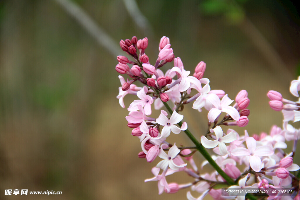 粉白相间的美丽花枝