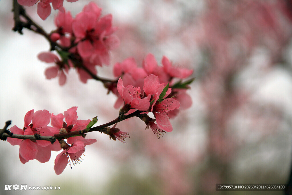 枝头绽放的娇艳粉色桃花