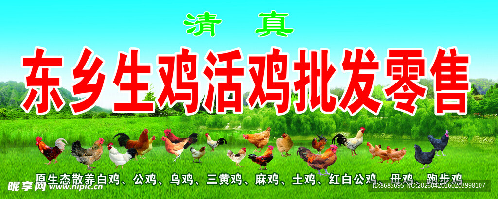 东乡土鸡批发零售