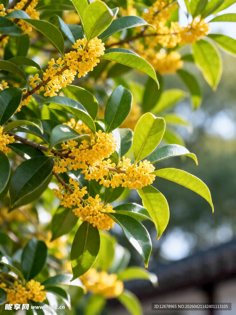 枝头绽放的金黄桂花