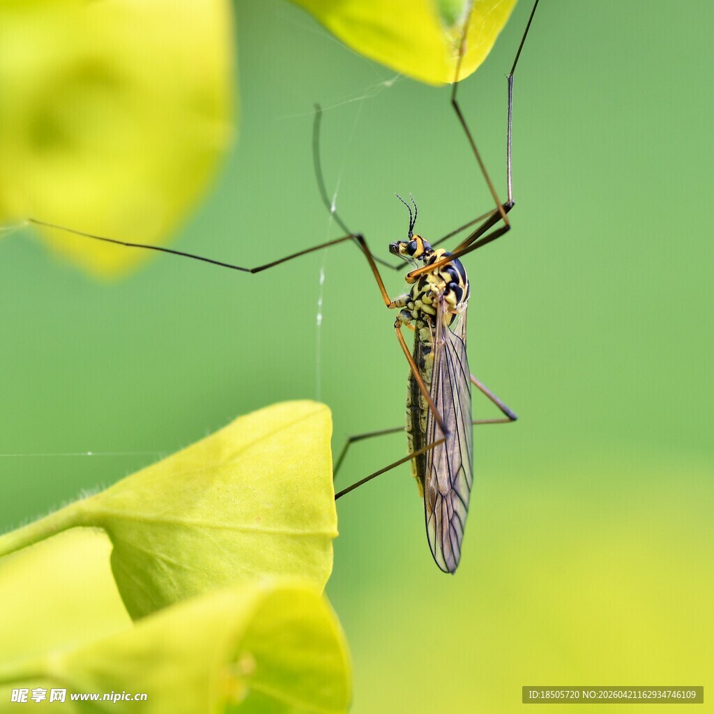 绿叶上的长脚蚊