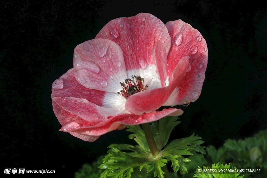 娇艳粉色银莲花绽放