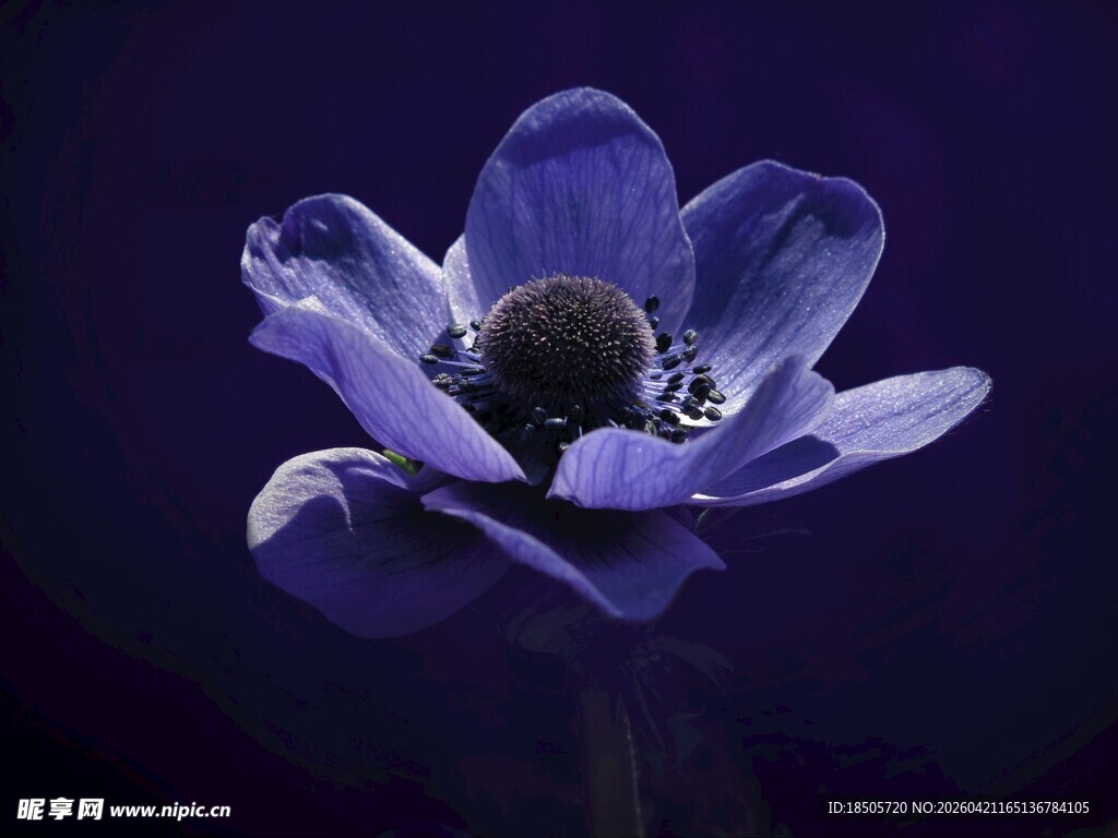 紫色银莲花特写