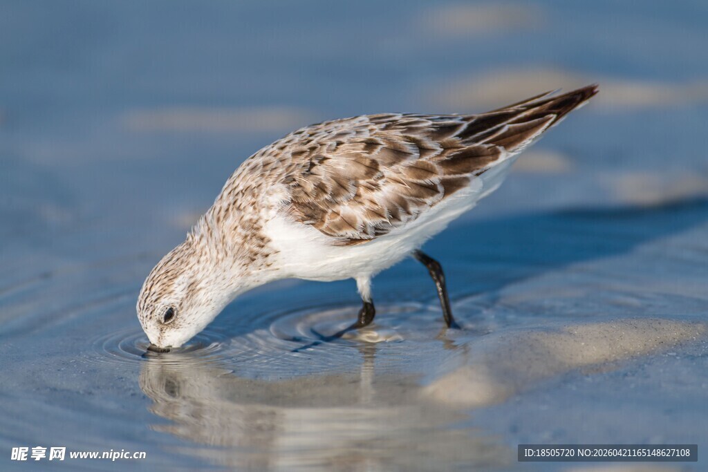 小鸟低头饮水于浅滩