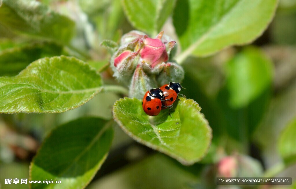 绿叶上的红色瓢虫