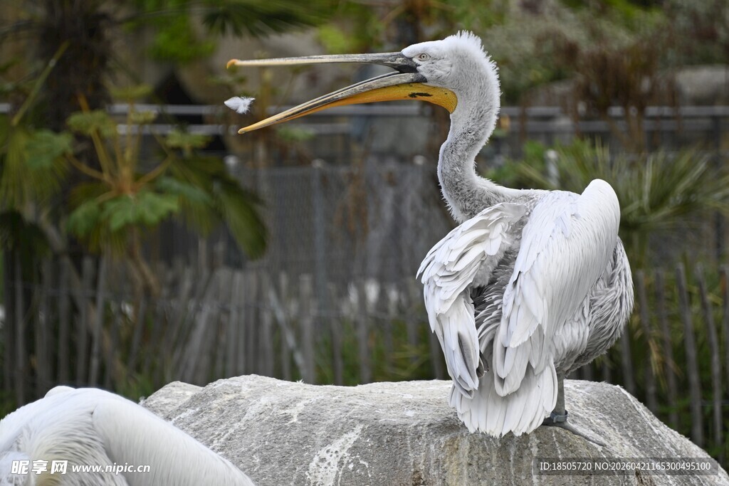 白鹈鹕栖息石上捕食瞬间