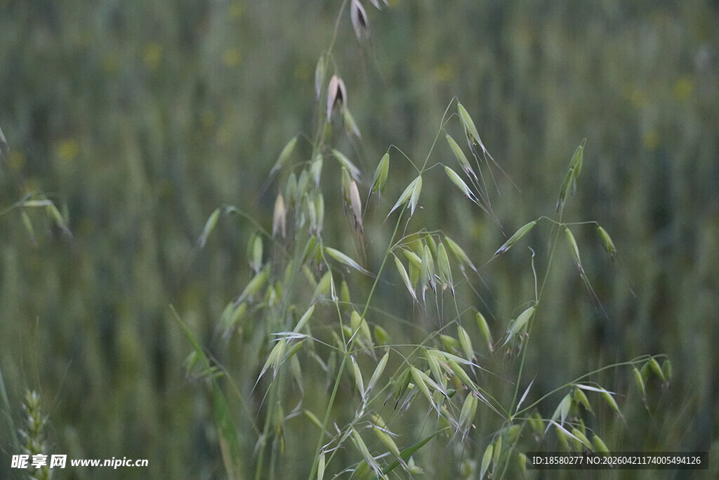田野中的嫩绿野草