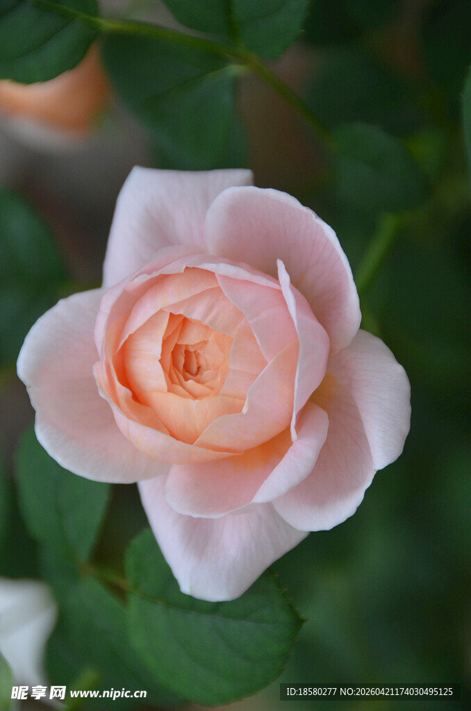 淡粉色月季花特写