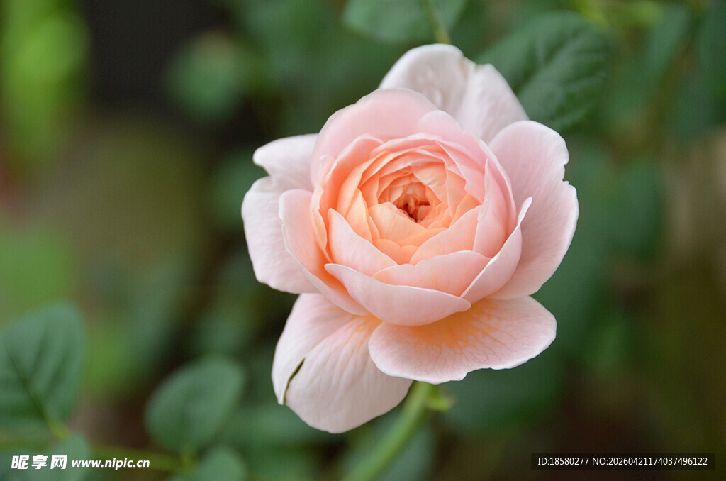 淡粉色柔美绽放的月季花