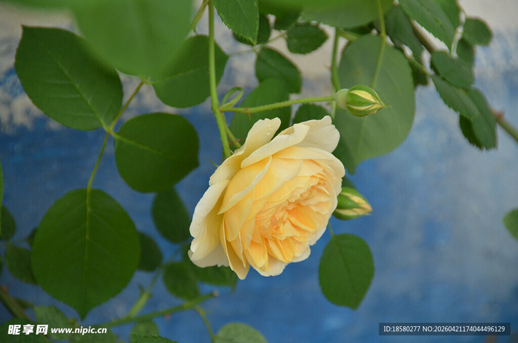 黄玫瑰绽放于绿叶间