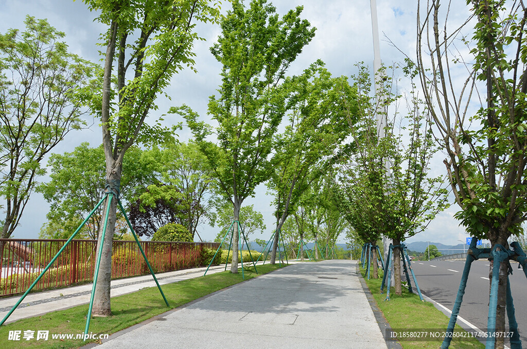 绿树成荫的宁静小路