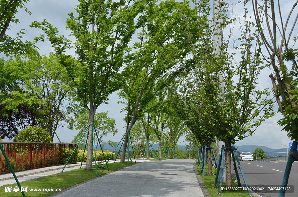 林荫小道 绿意盎然的风景