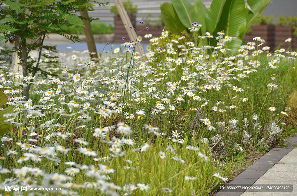 路边绽放的清新雏菊