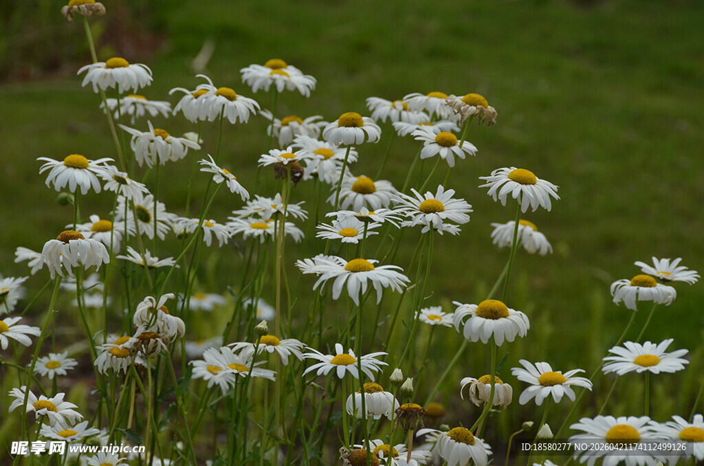 绽放的白色雏菊