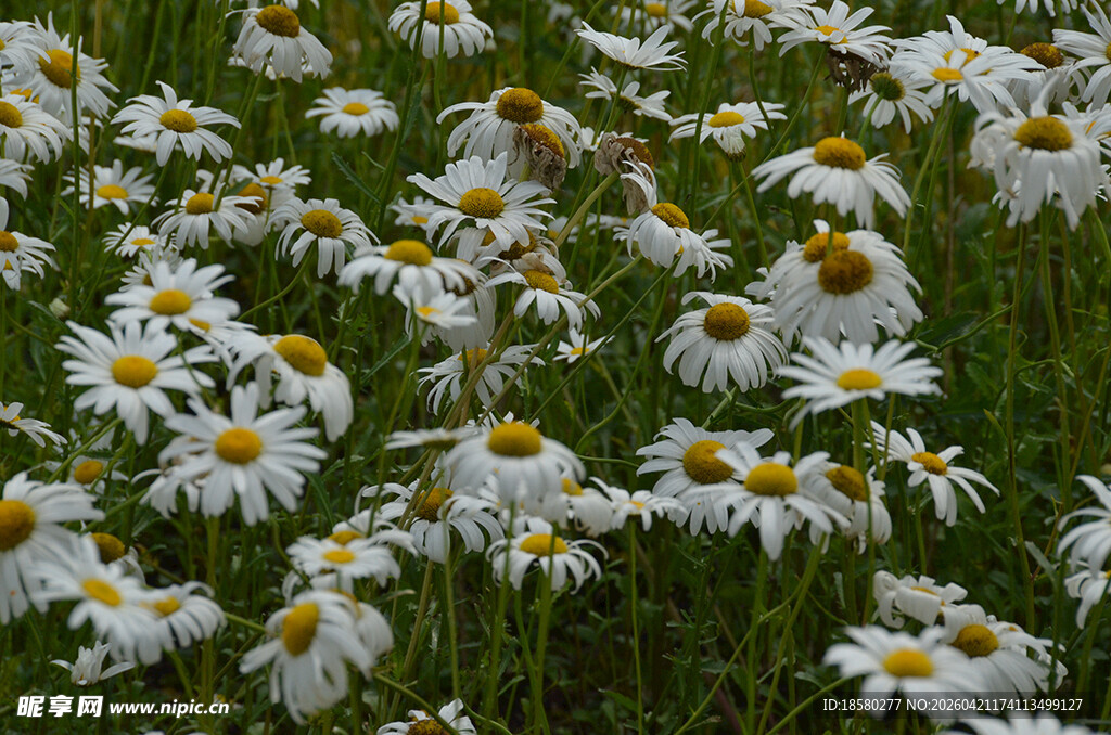 雏菊盛开的美丽草地
