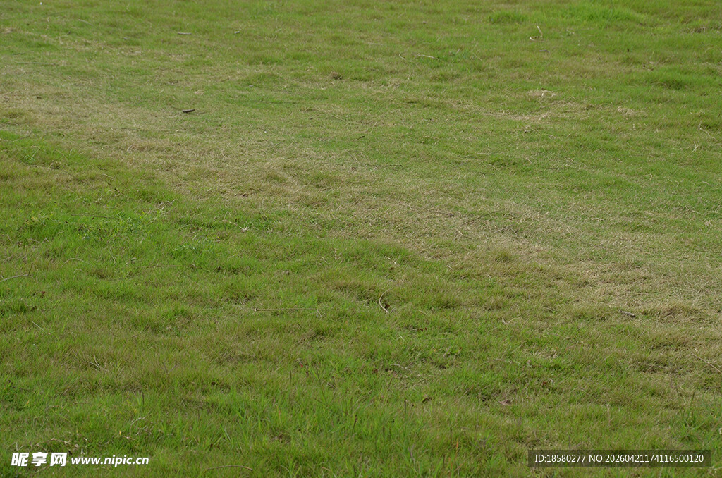 翠绿草地中的浅色痕迹