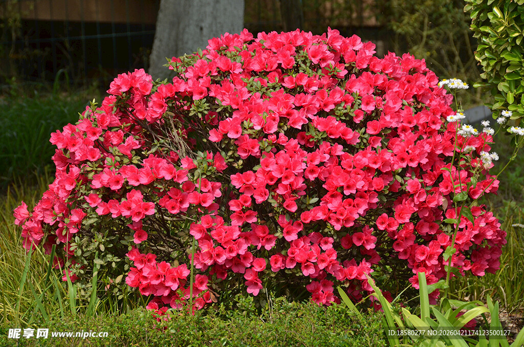 鲜艳红花朵朵绽放