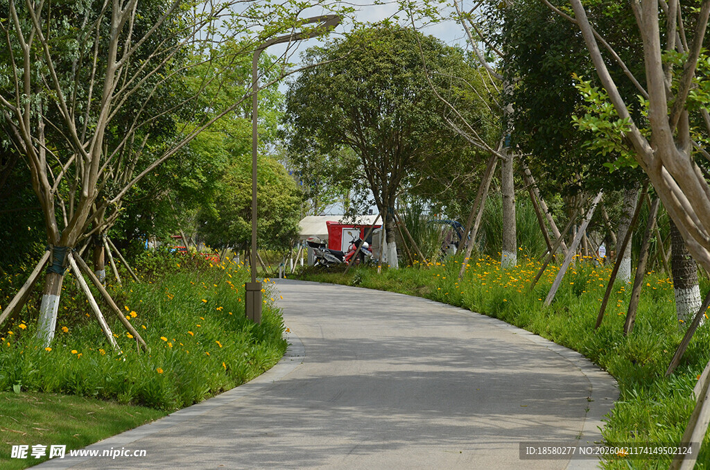 林间幽径 绿意盎然的风景
