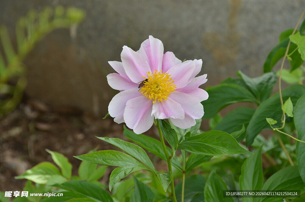 粉色单瓣花朵绽放