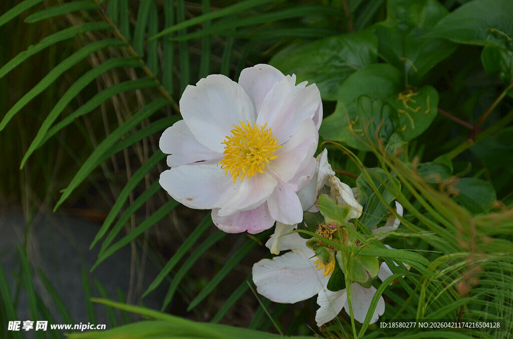 白色芍药绽放于绿叶间