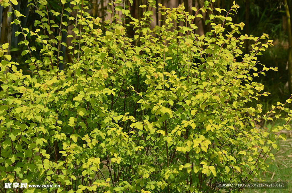 翠绿灌木生机满满