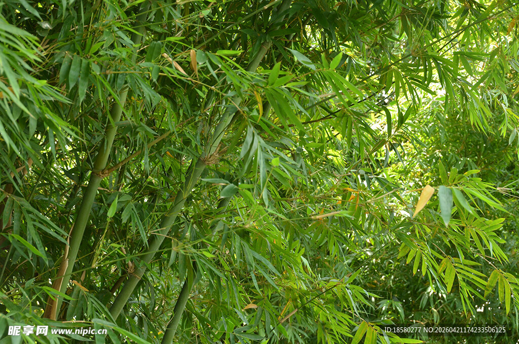 翠绿竹林 尽显自然生机