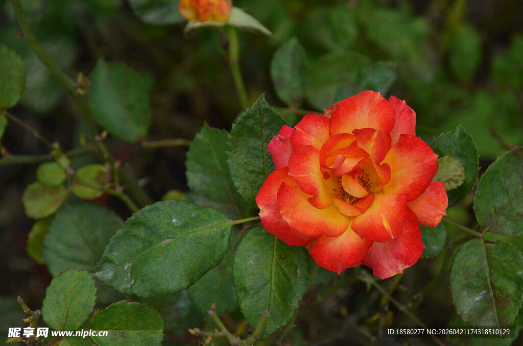 娇艳橙红色月季花