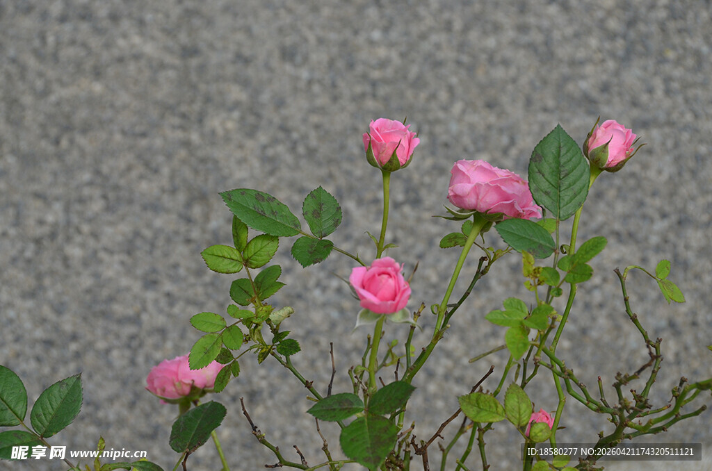 粉色蔷薇绽放于灰墙前