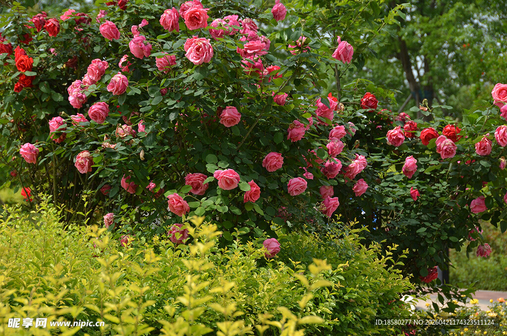 繁花盛开的美丽绿植景观