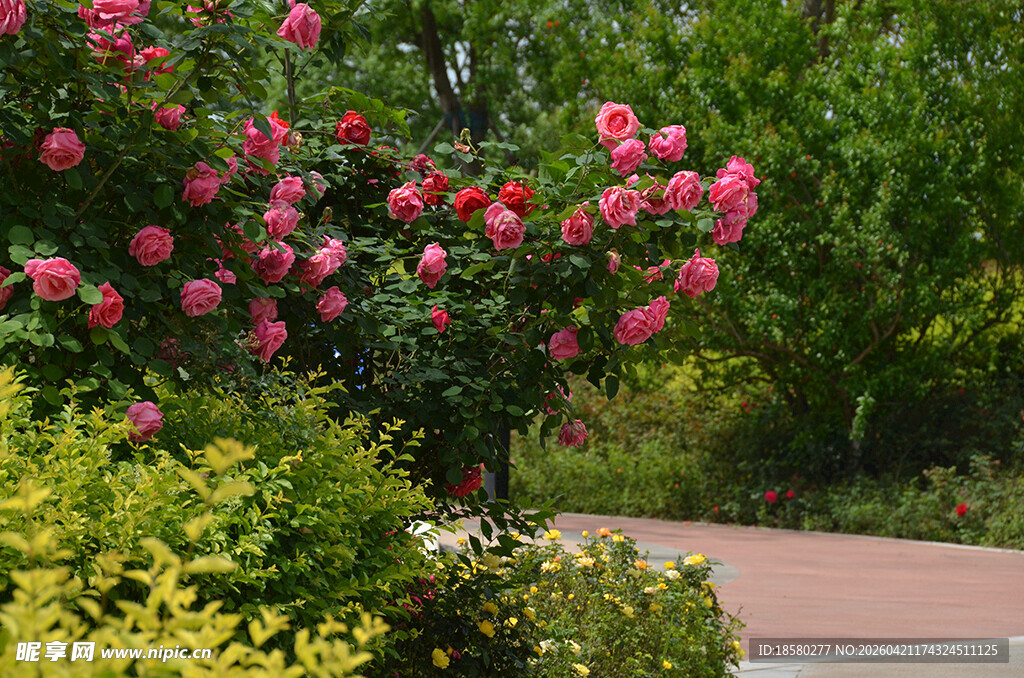 繁花盛开的花园小径