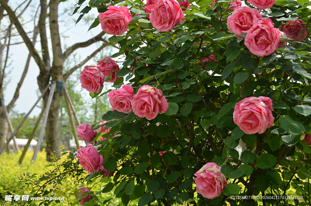 盛开的粉色月季花