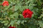 娇艳红玫瑰绽放于绿叶间