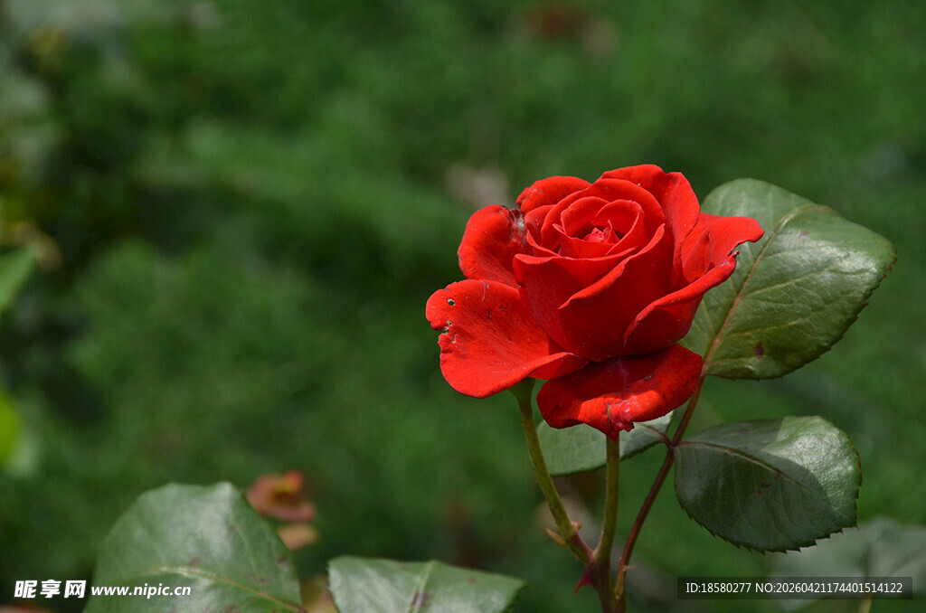 娇艳红玫瑰绽放绿叶间