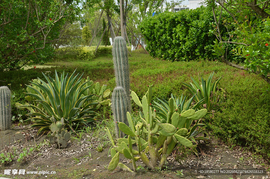 绿意盎然的庭院植物景观