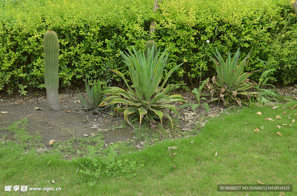 花园中的绿植景观
