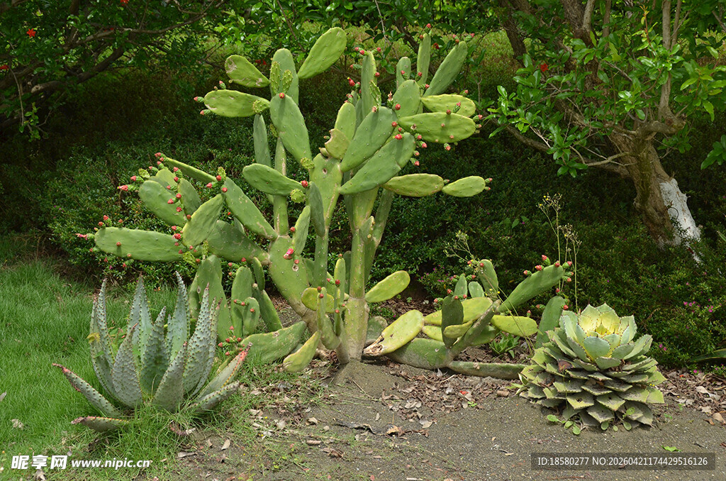多样仙人掌植物景观