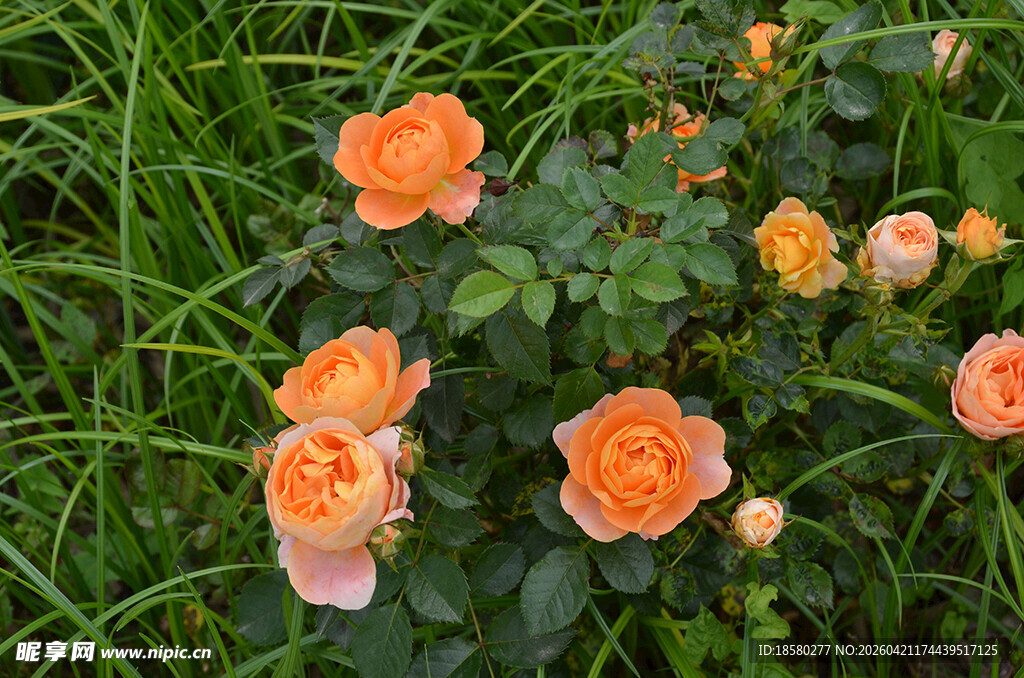 草丛中的橙色玫瑰花