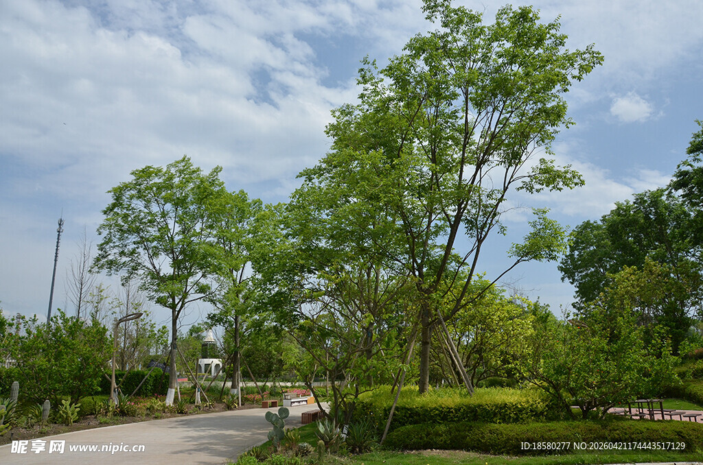 林间小道旁的葱郁树木